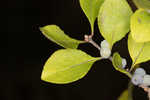 Eastern swamp privet